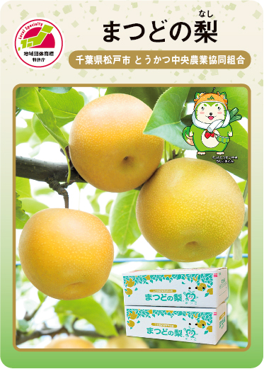 まつどの梨
