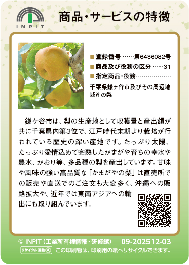 かまがやの梨（裏）