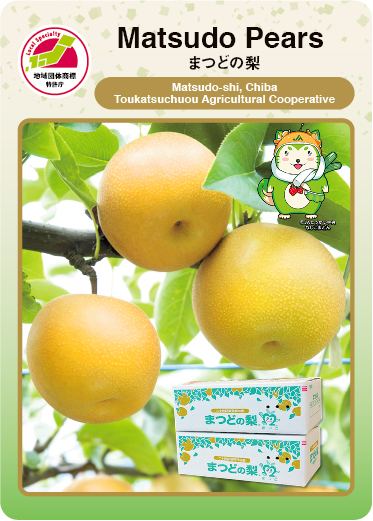 Matsudo Pears（表）