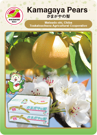 Kamagaya Pears（表）