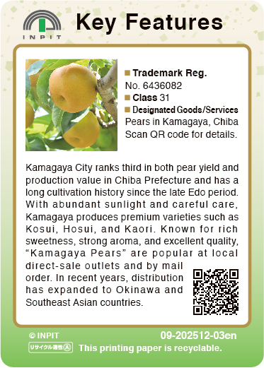 Kamagaya Pears（裏）